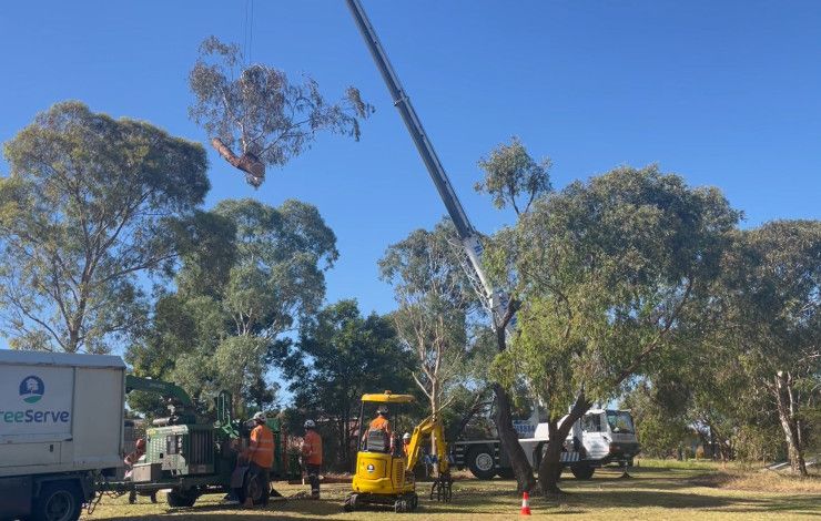 a crane in a park lifting a tree
